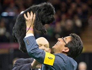 Roots! The triumph of an American Affenpinscher!